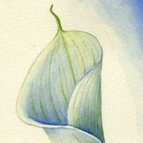 Detail of calla lily watercolor